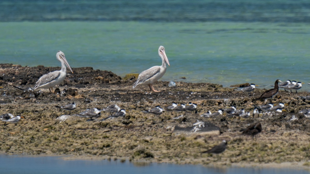 Pink-backed Pelican - ML566784191