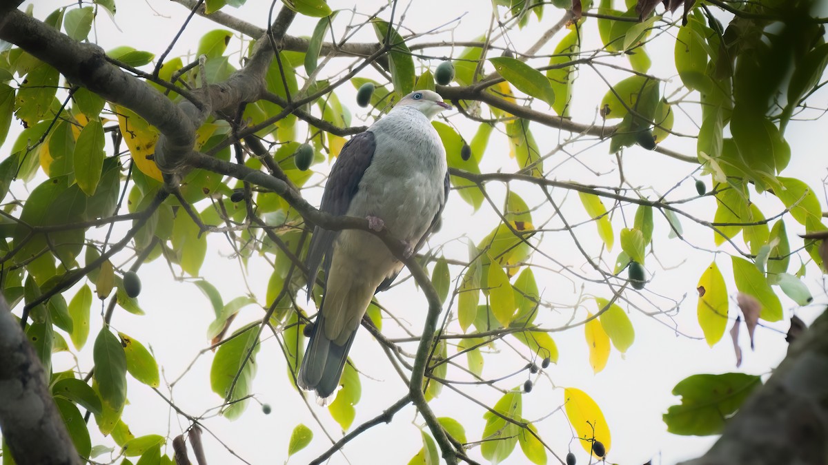 Mountain Imperial-Pigeon - ML566786571