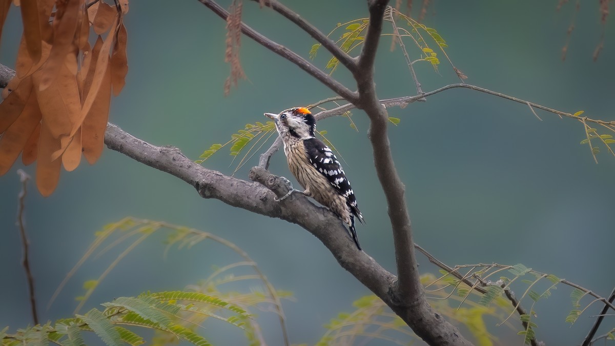 Fulvous-breasted Woodpecker - ML566786971