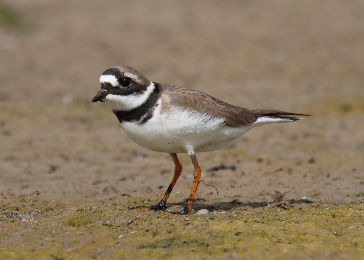 Common Ringed Plover - ML566788031