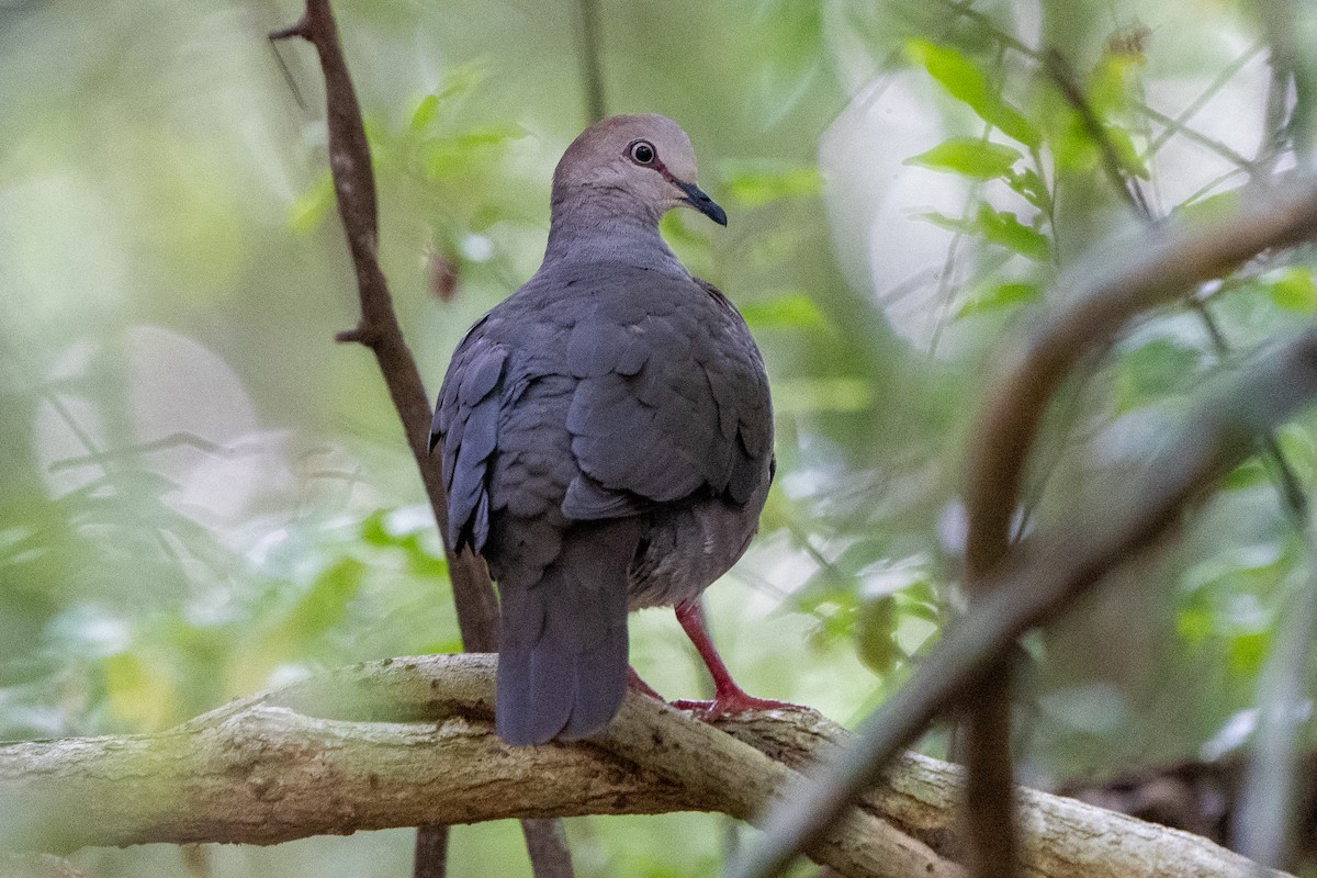 Gray-chested Dove - ML566790601
