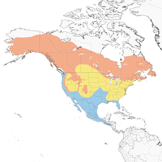 Distribution of the Lincoln's Sparrow - Range Map