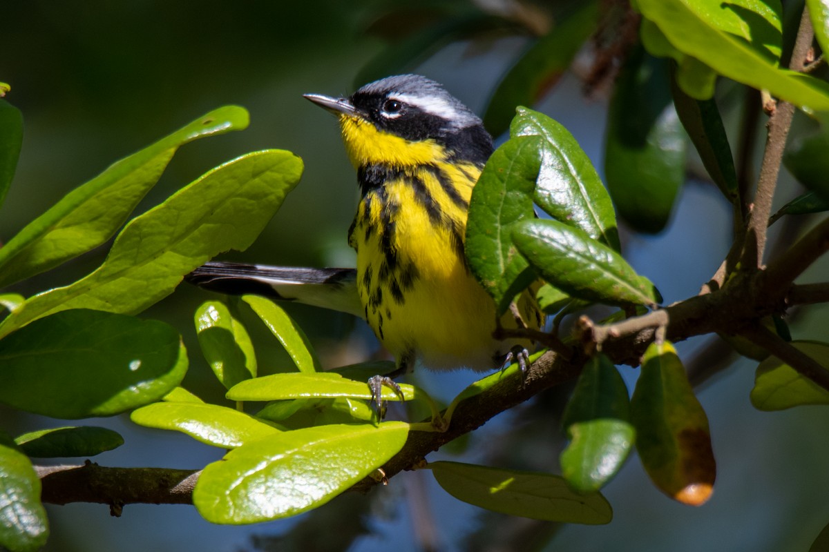 Magnolia Warbler - Perry Doggrell
