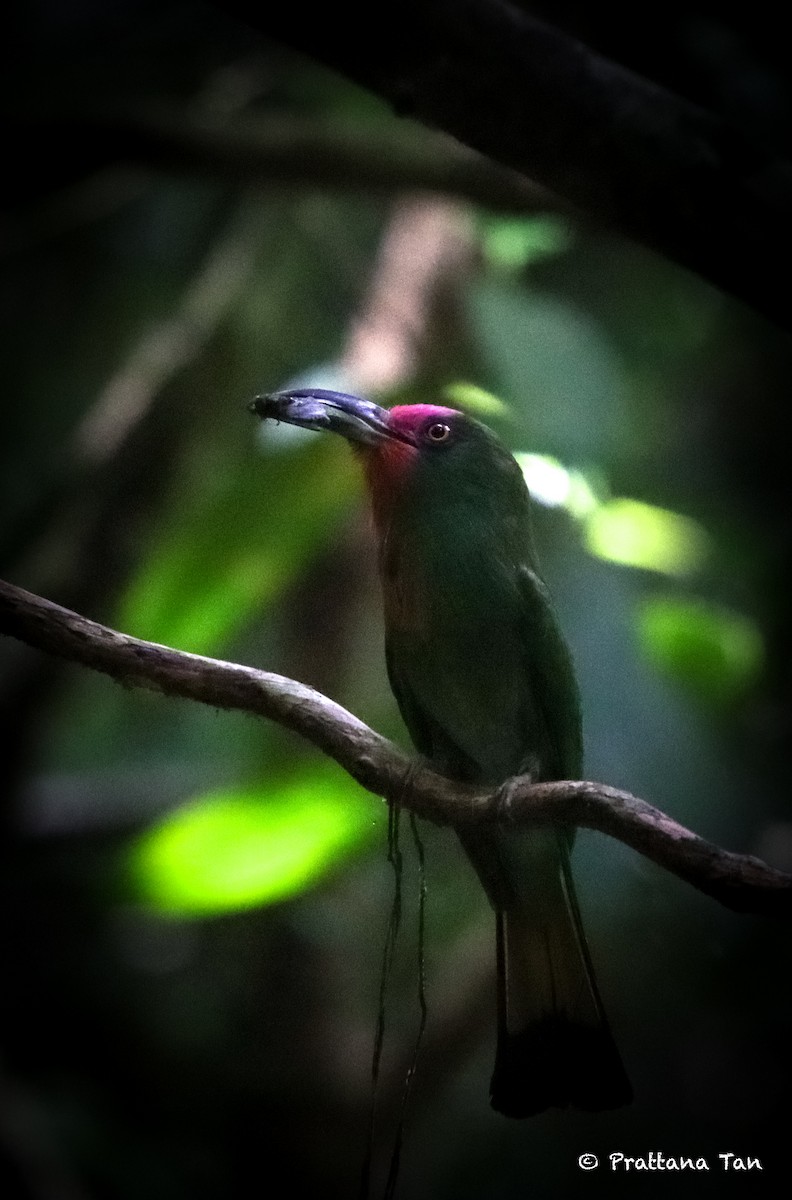 Red-bearded Bee-eater - Prattana Tanyapanyachon