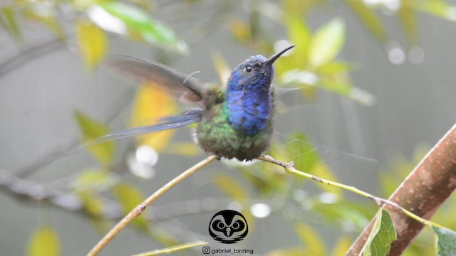 Swallow-tailed Hummingbird - ML566805081