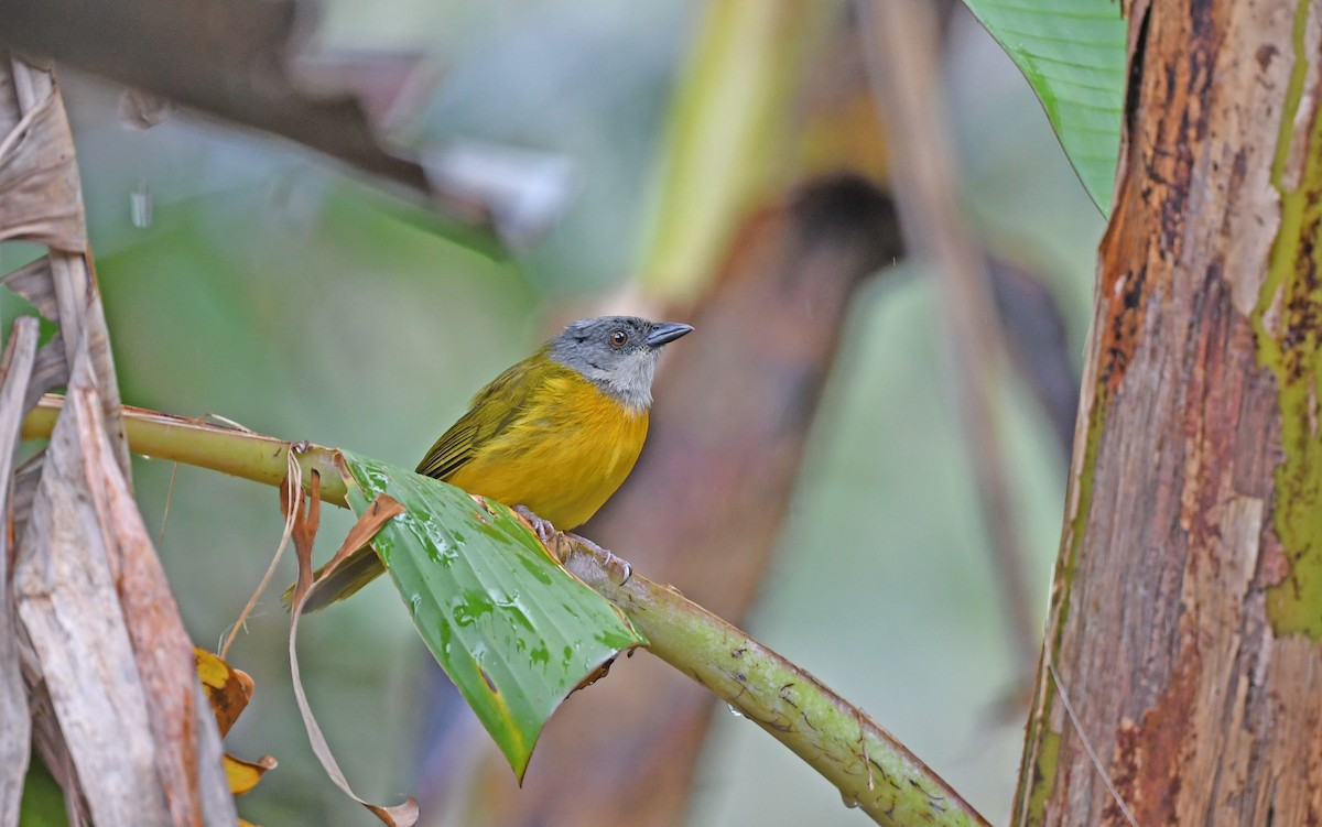 Gray-headed Tanager (Gray-crested) - ML566809381