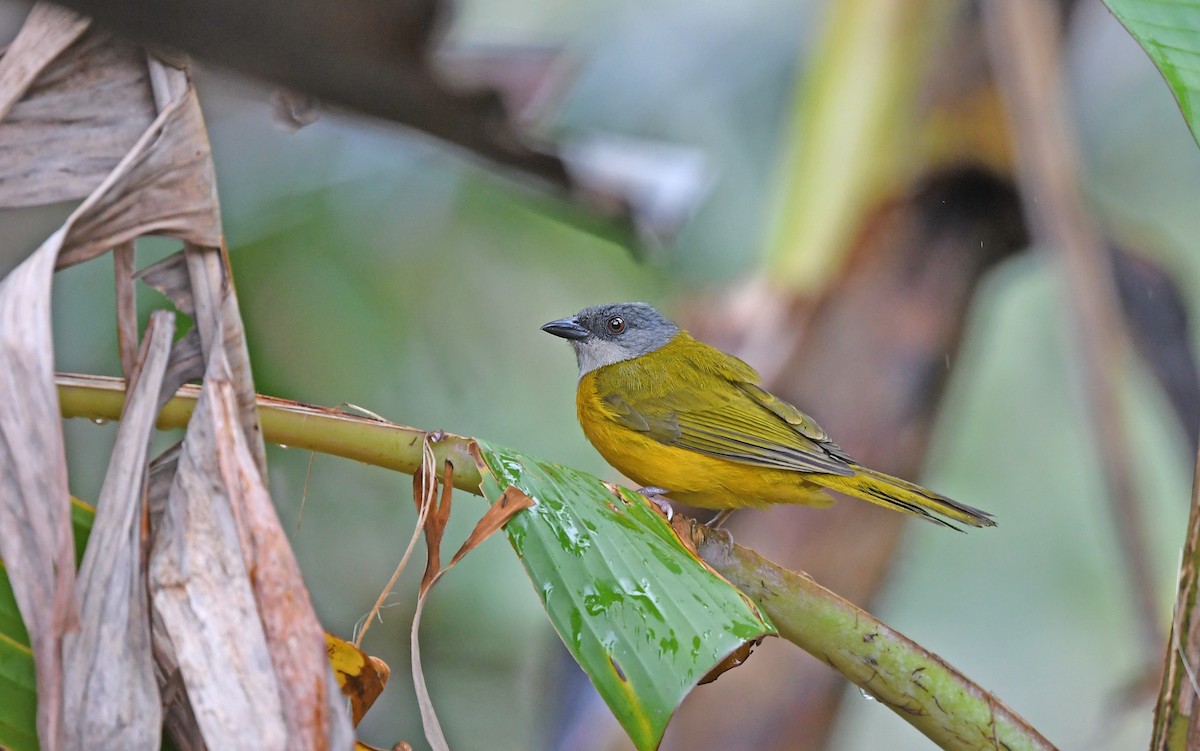 Gray-headed Tanager (Gray-crested) - ML566809391