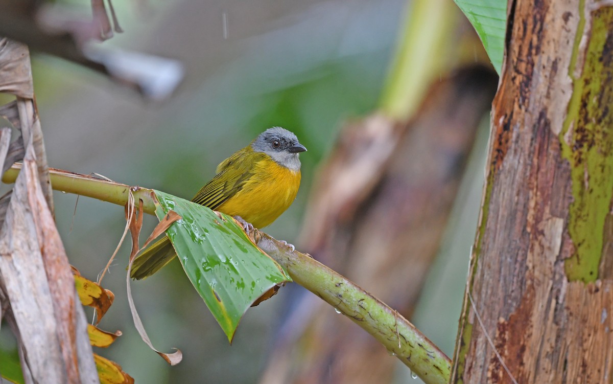 Gray-headed Tanager (Gray-crested) - ML566809401