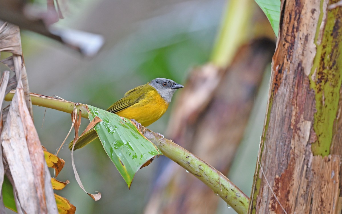 Gray-headed Tanager (Gray-crested) - ML566809411