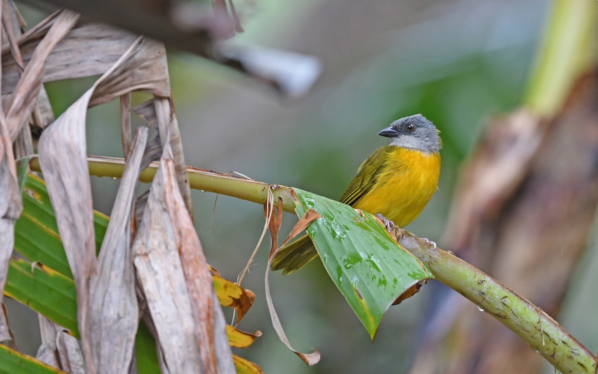Gray-headed Tanager (Gray-crested) - ML566809421