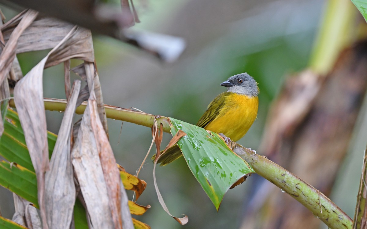Gray-headed Tanager (Gray-crested) - ML566809431