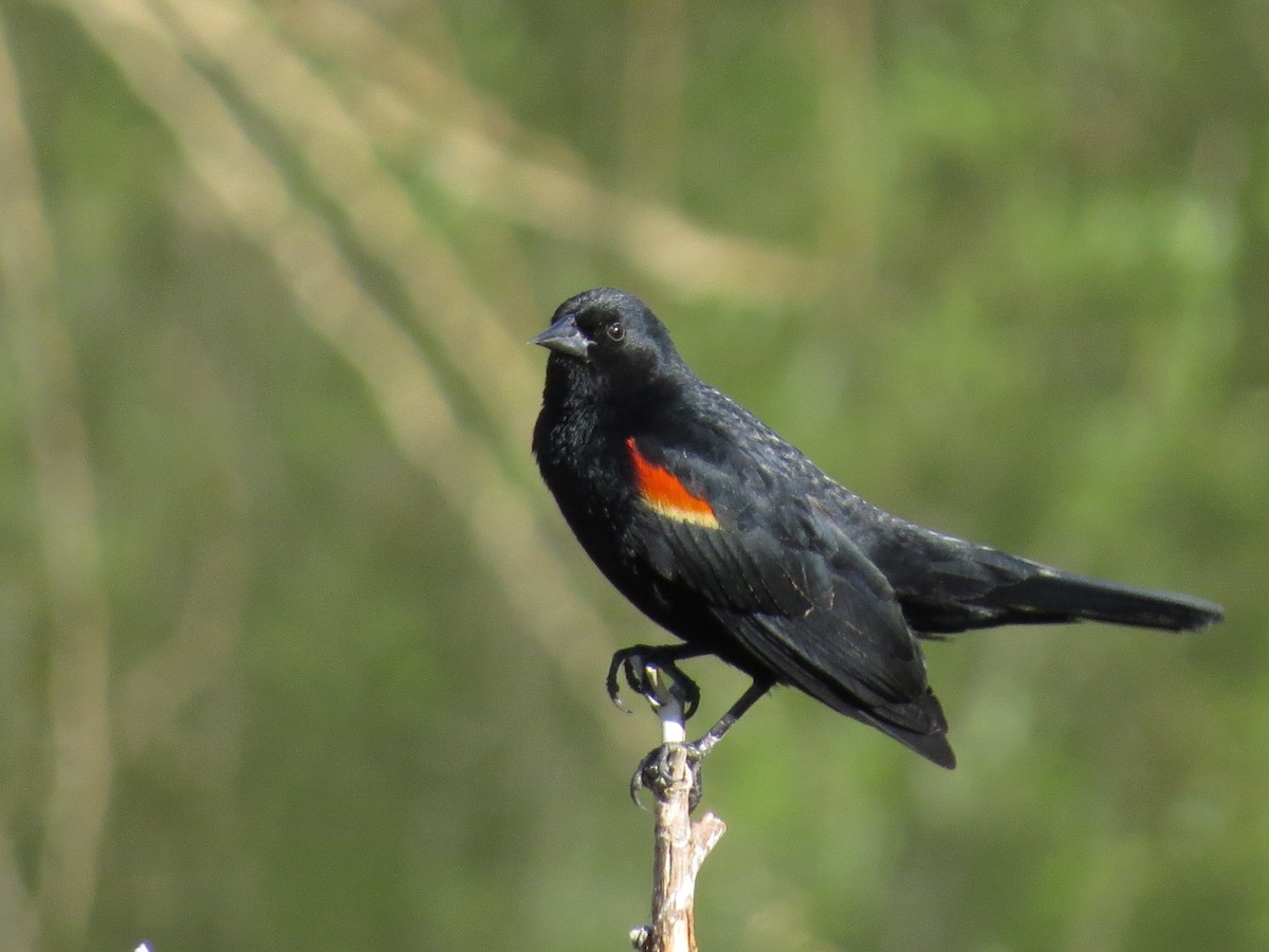 Red-winged Blackbird - ML56681761