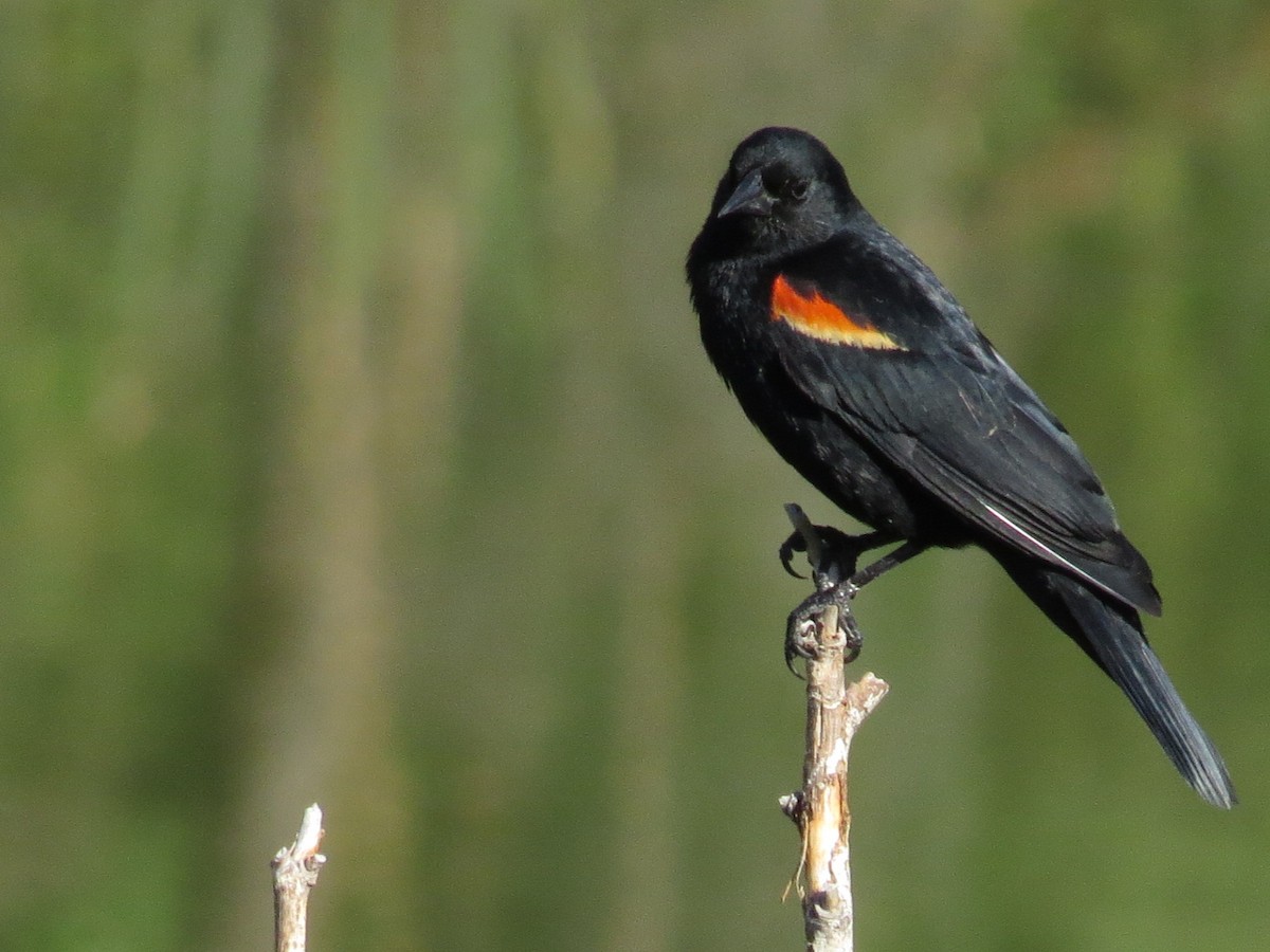 Red-winged Blackbird - ML56681771