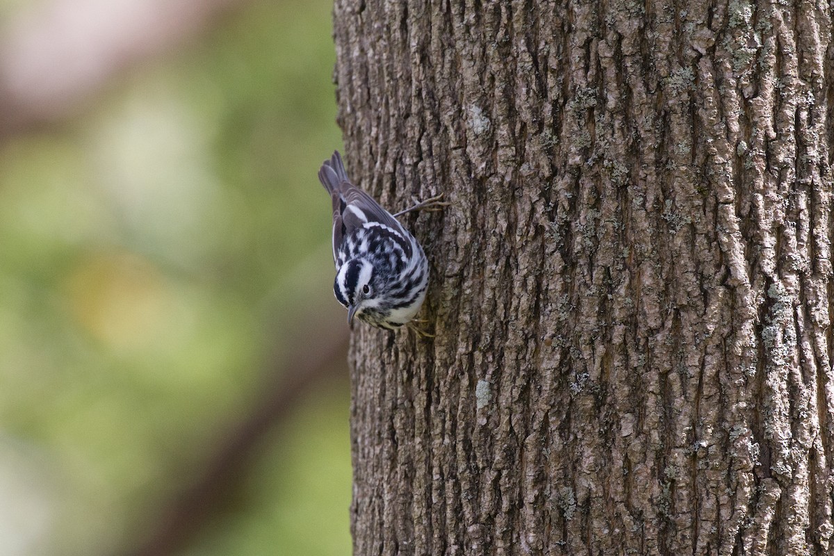 Black-and-white Warbler - ML56681781