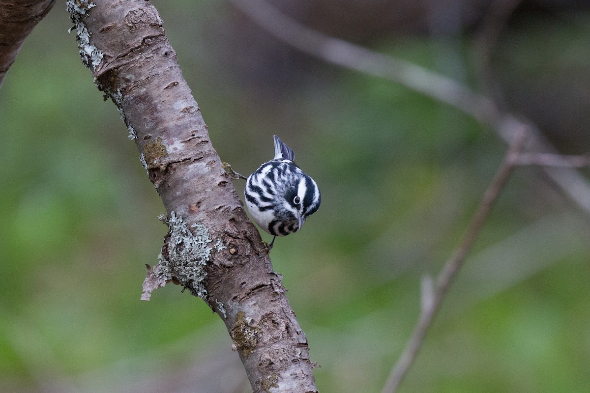 Black-and-white Warbler - ML56681801