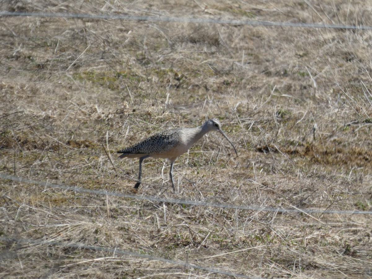 Long-billed Curlew - ML566819251