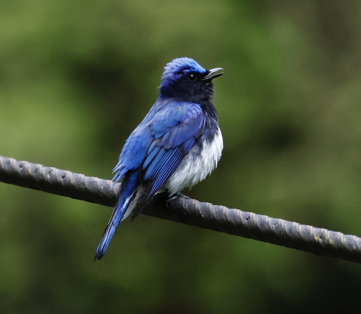 Blue-and-white Flycatcher - ML566819541