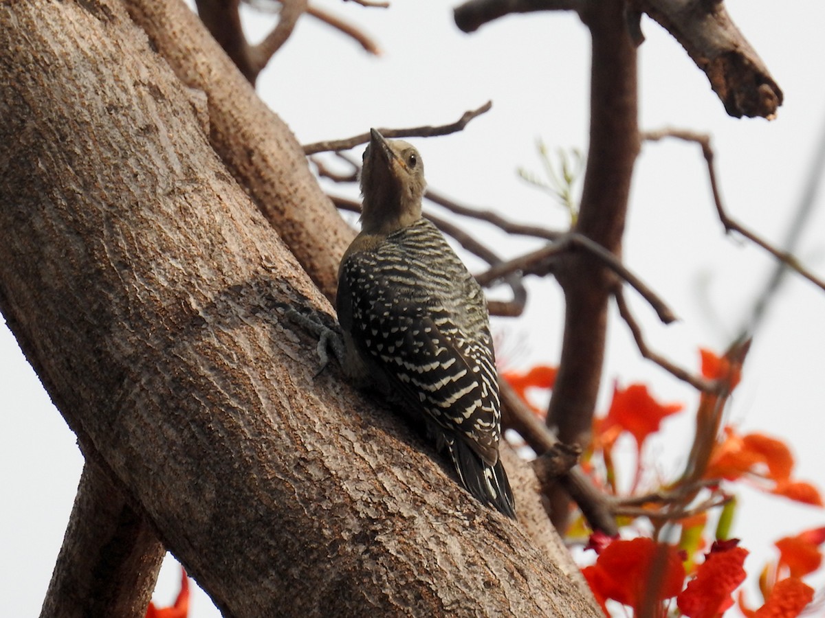 Hoffmann's Woodpecker - ML566819851