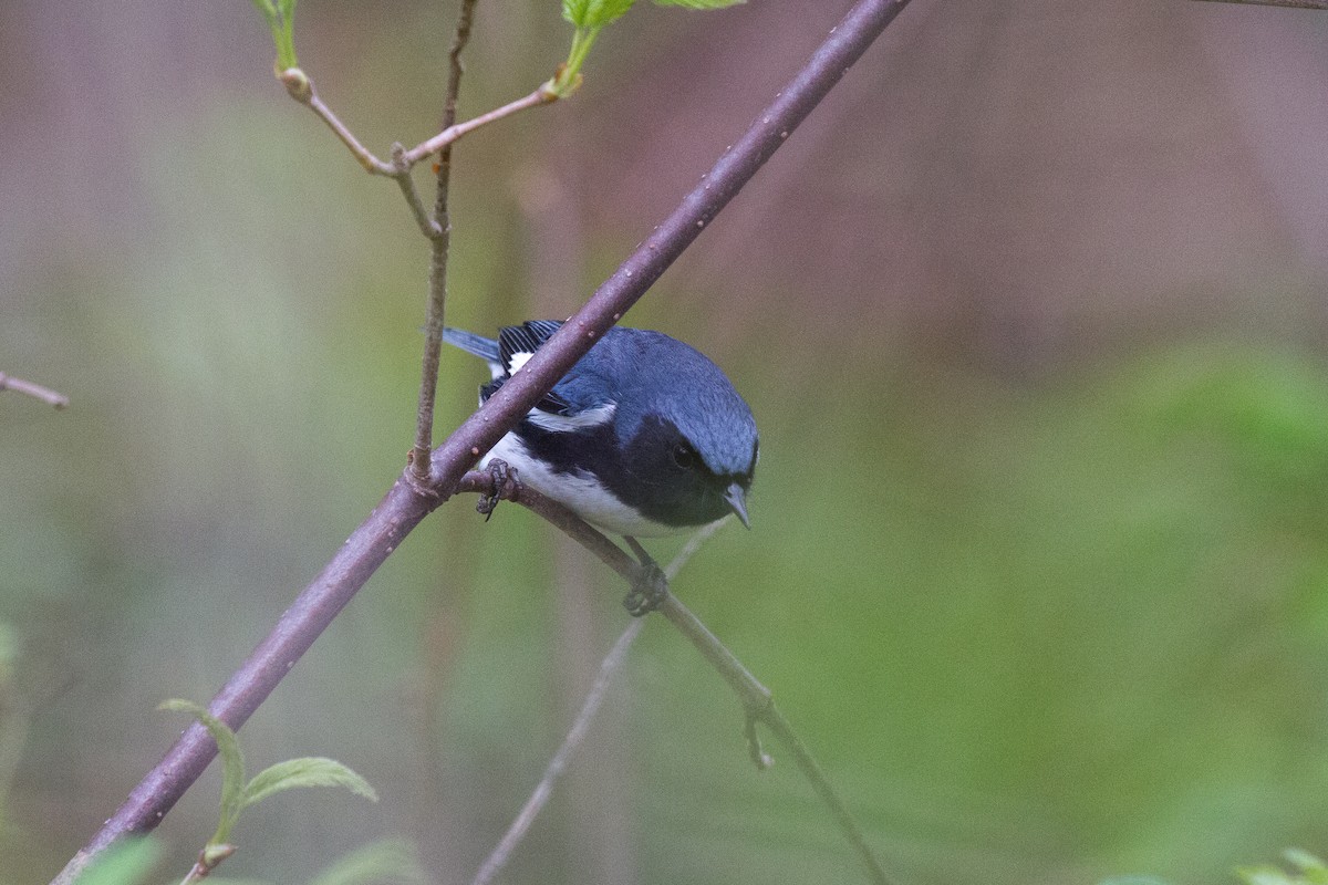 Black-throated Blue Warbler - Griffin Richards