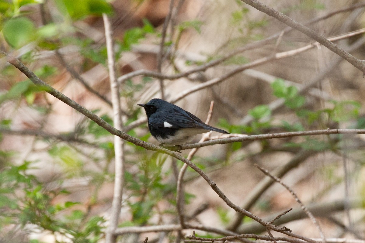 Black-throated Blue Warbler - ML56682051
