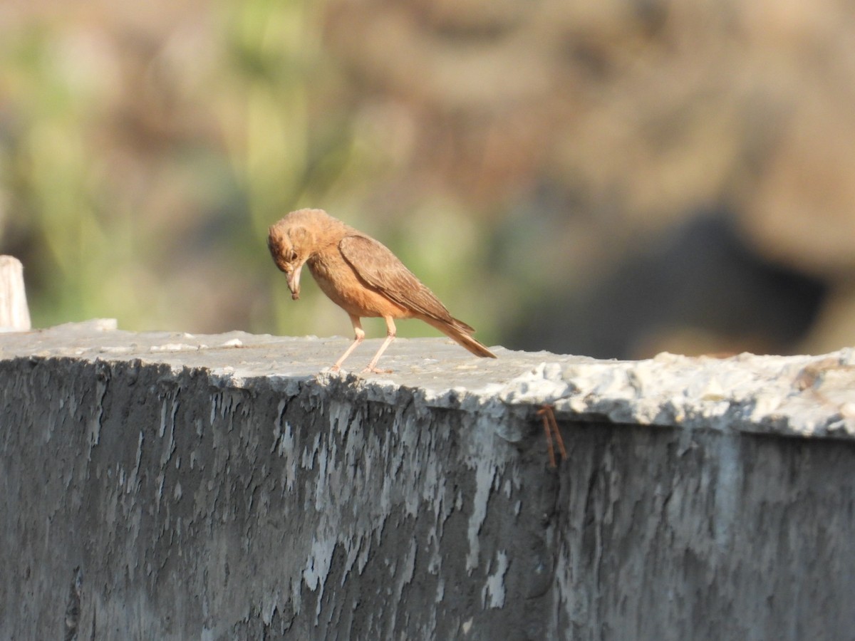 Rufous-tailed Lark - Lakshmikant Neve