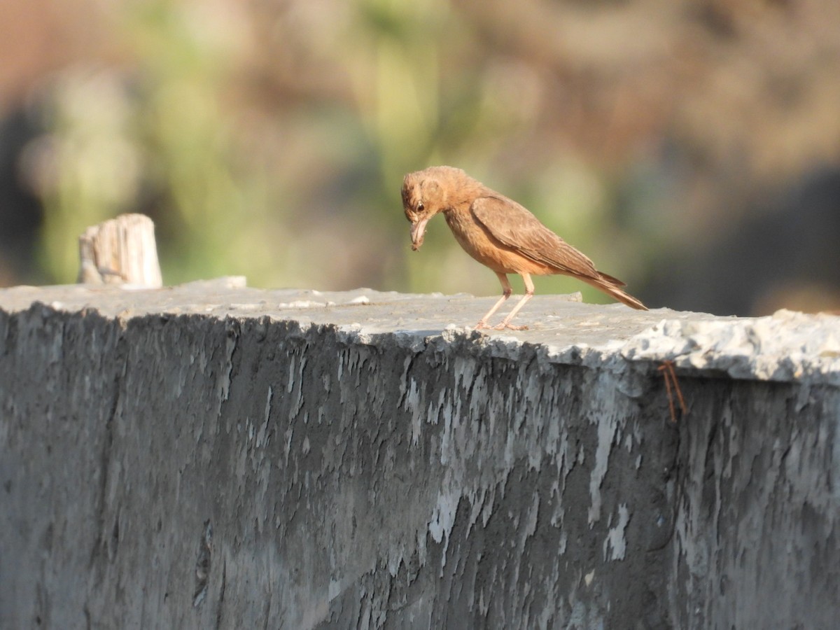 Rufous-tailed Lark - Lakshmikant Neve