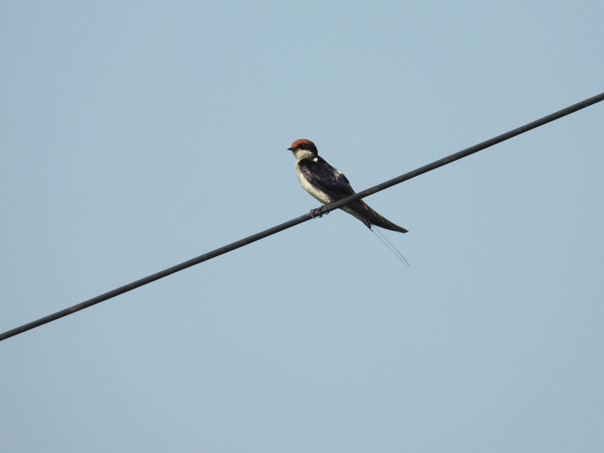 Wire-tailed Swallow - ML566823581