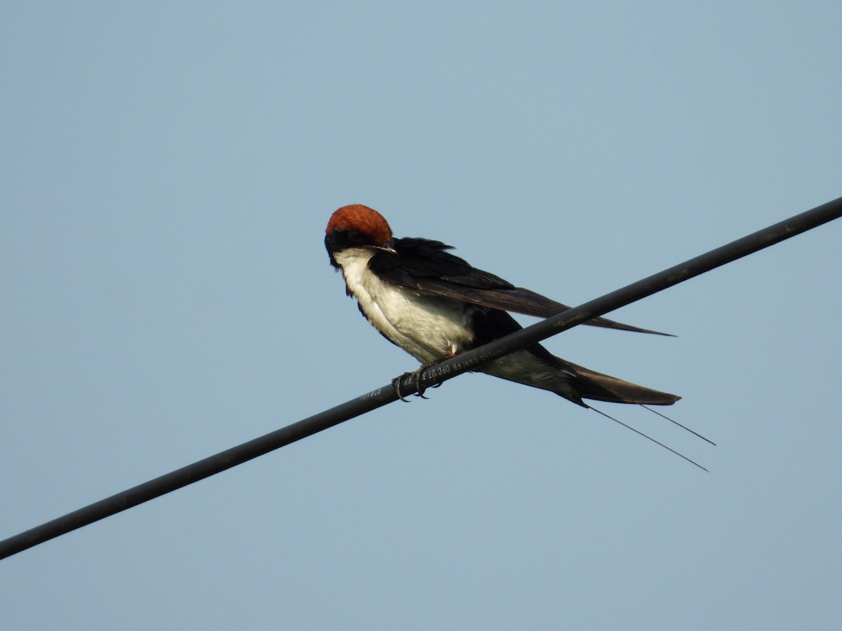 Wire-tailed Swallow - ML566823591
