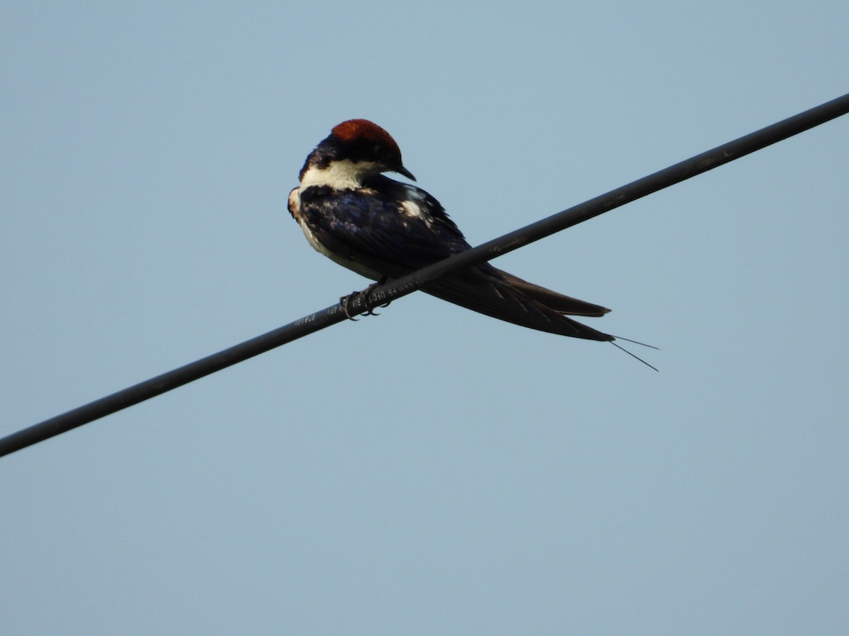 Wire-tailed Swallow - ML566823601