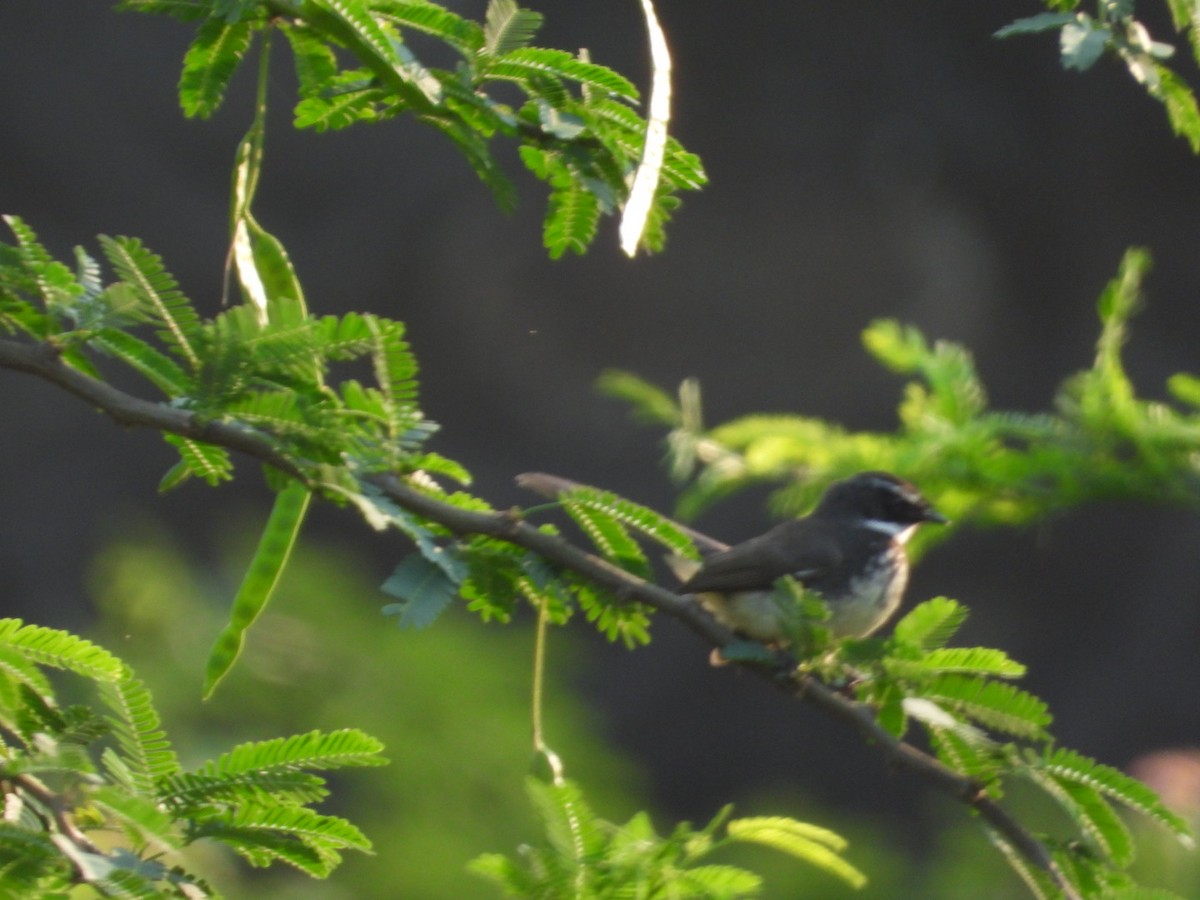 Spot-breasted Fantail - ML566824531