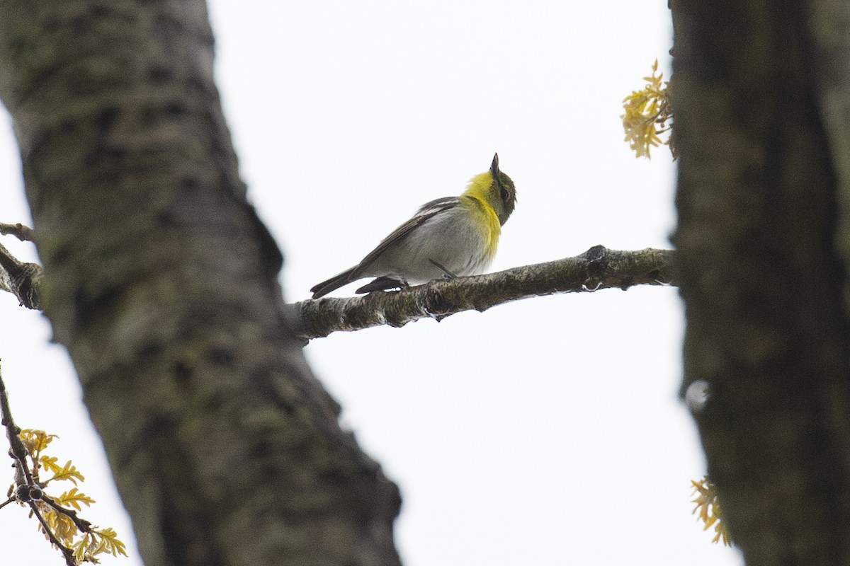 ebird-checklist-4-may-2023-massapequa-preserve-massapequa