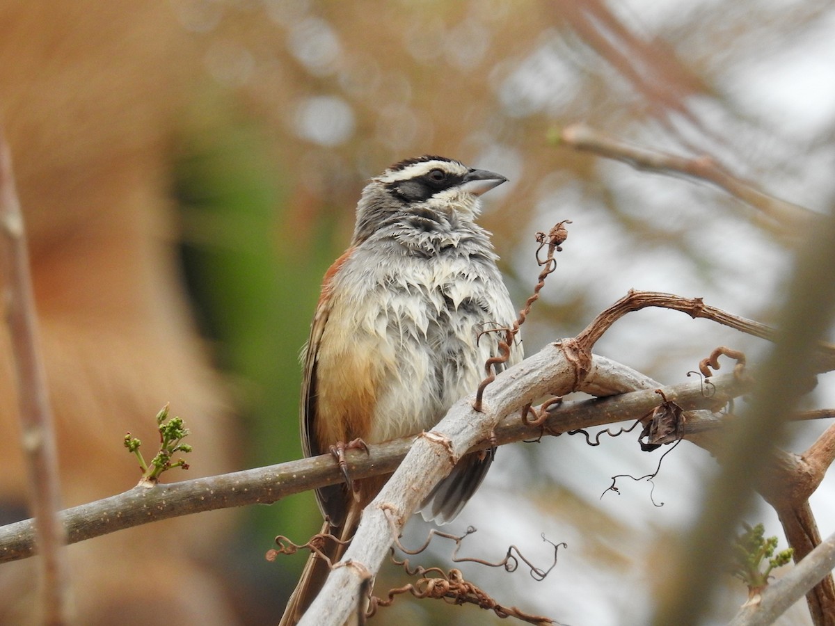 Stripe-headed Sparrow - ML566831421
