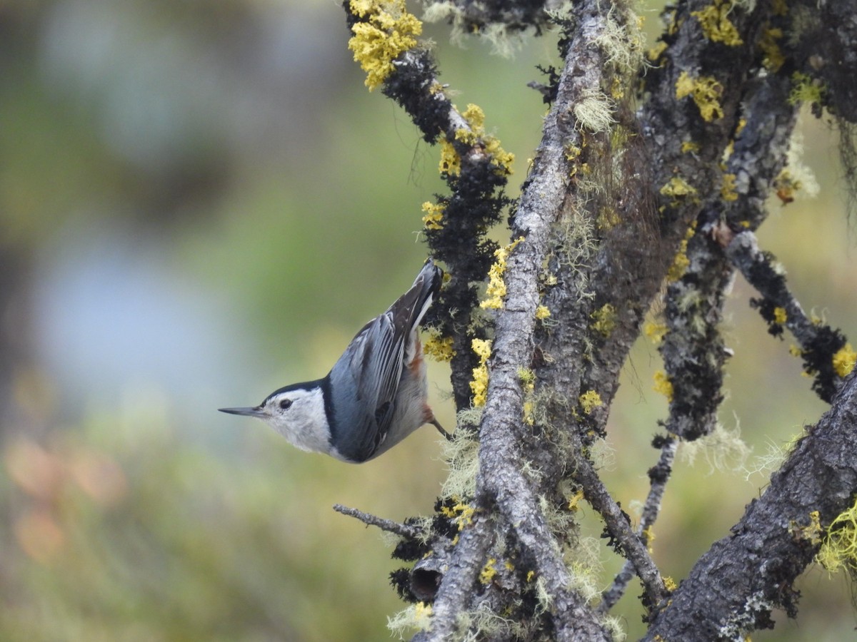 White-breasted Nuthatch - ML566835781
