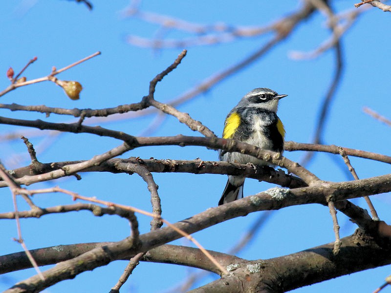 Yellow-rumped Warbler - Stan Lilley