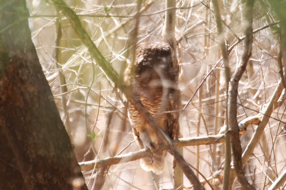African Wood-Owl - ML566837941