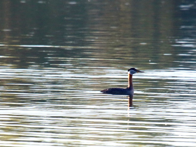 Red-necked Grebe - ML56683811