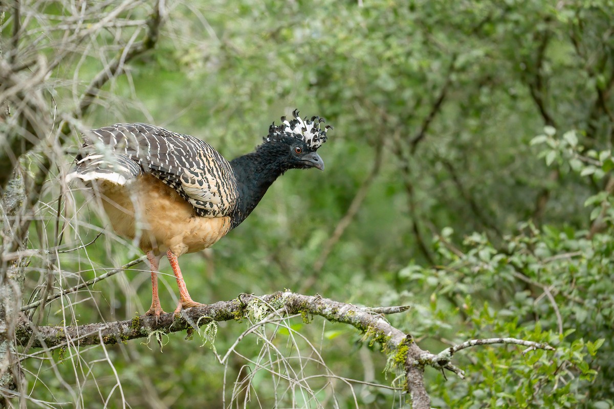 Bare-faced Curassow - ML566839821