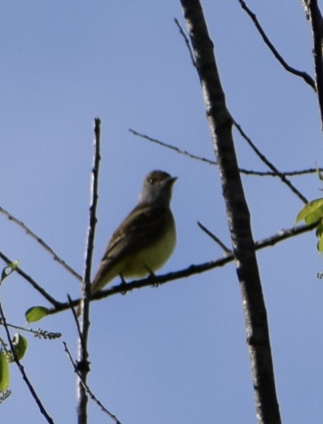 Great Crested Flycatcher - ML566839951