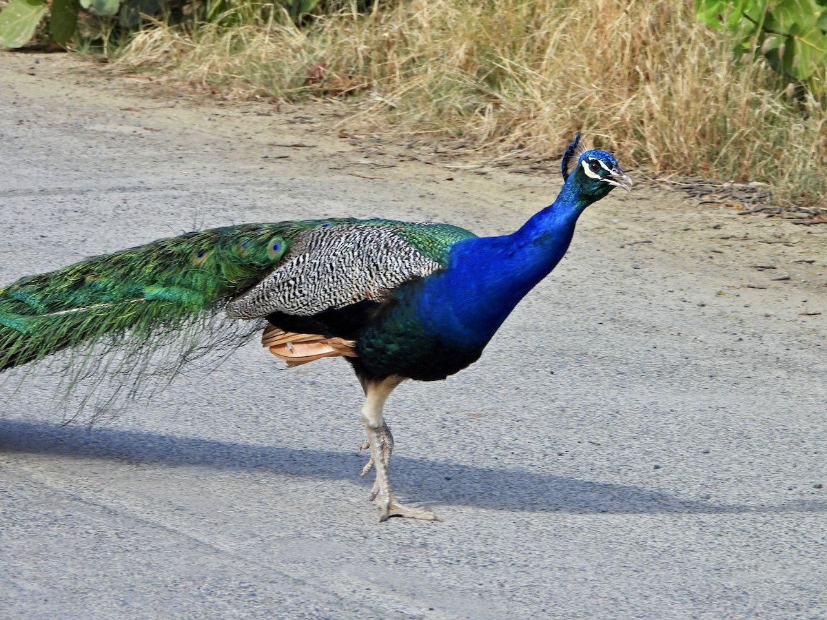 Indian Peafowl (Domestic type) - ML566842431