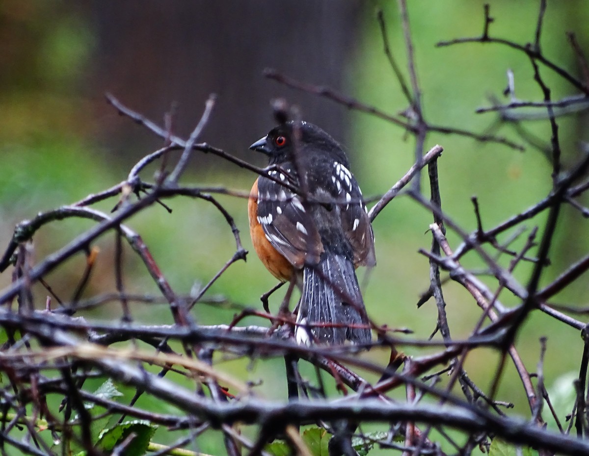 Spotted Towhee - ML566846101