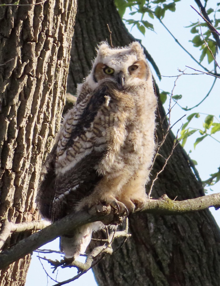 Great Horned Owl - ML566856891