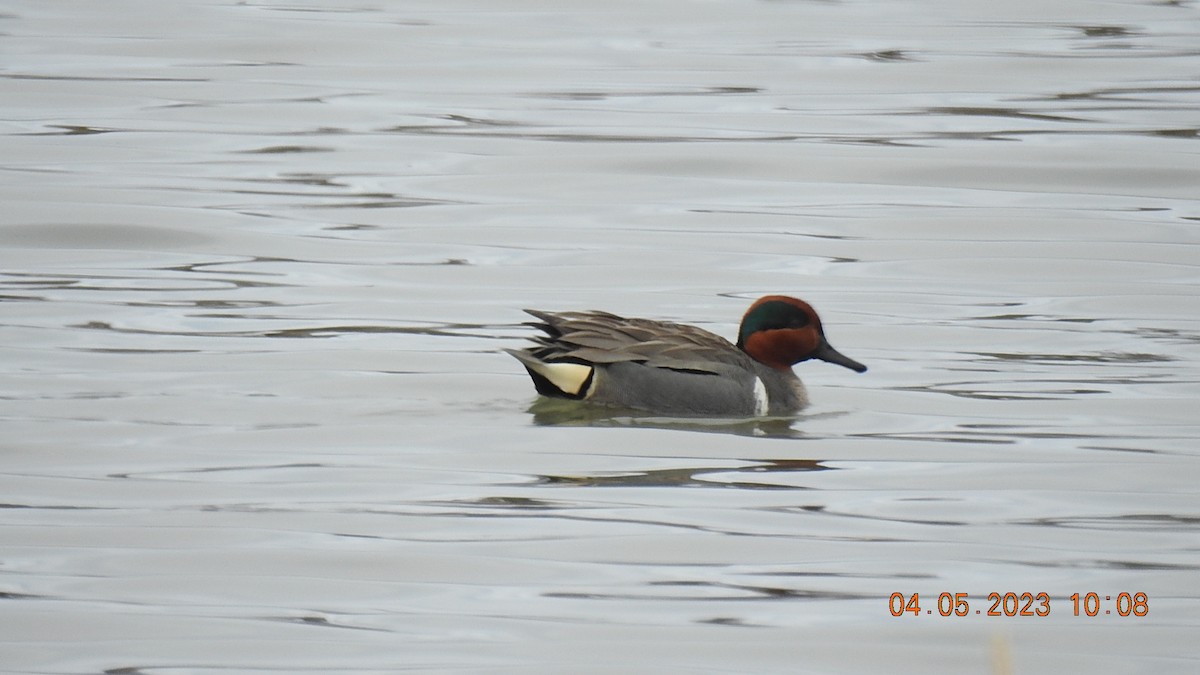 Green-winged Teal - ML566857651