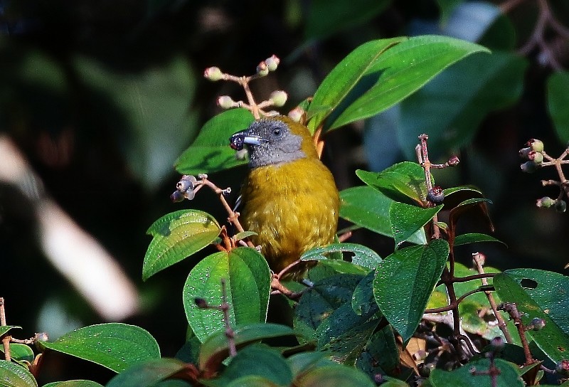 Olive-backed Tanager - ML56685791