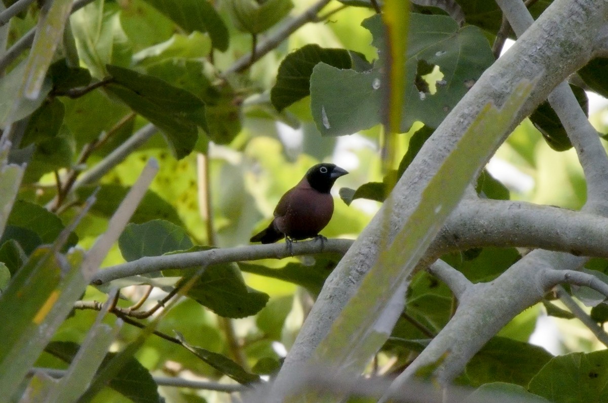 Black-faced Firefinch (Vinaceous) - ML566858631