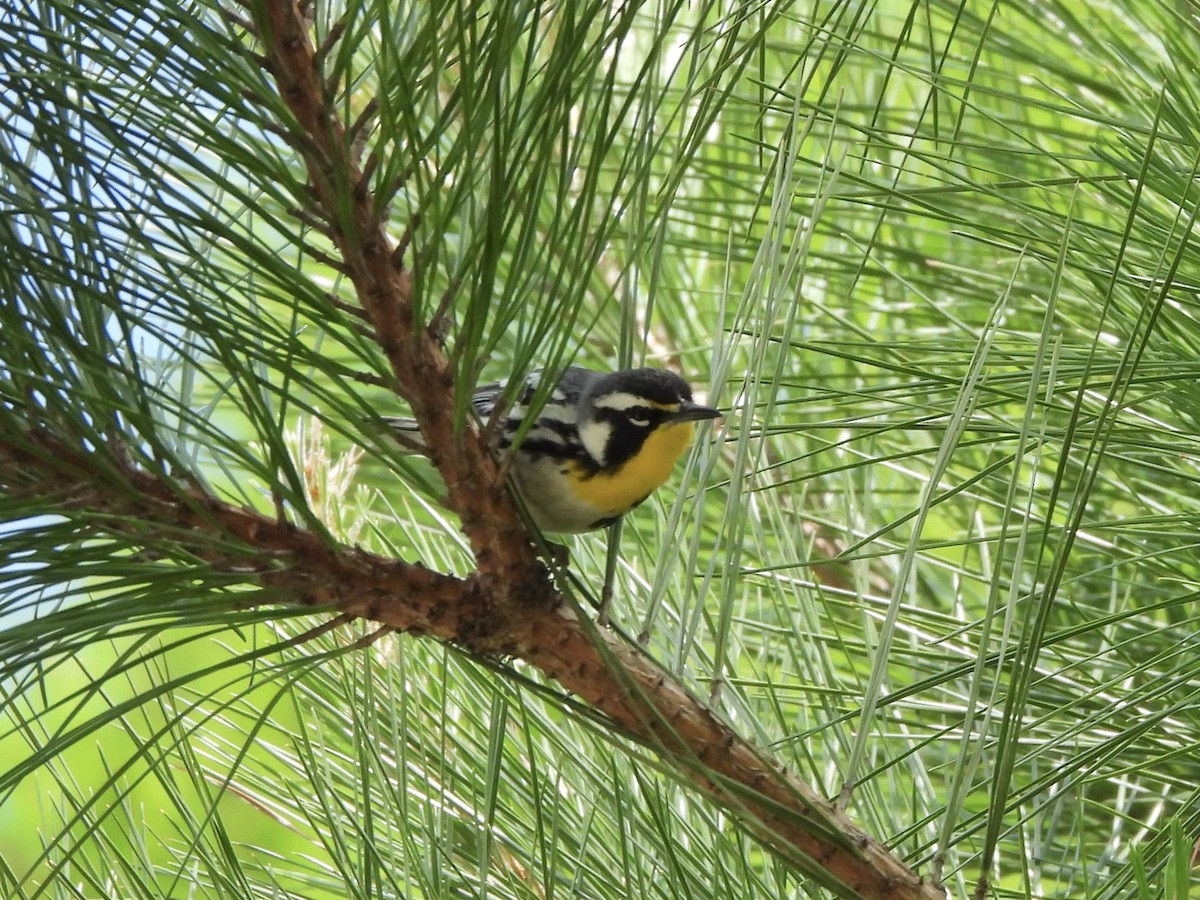 Yellow-throated Warbler - ML566858841