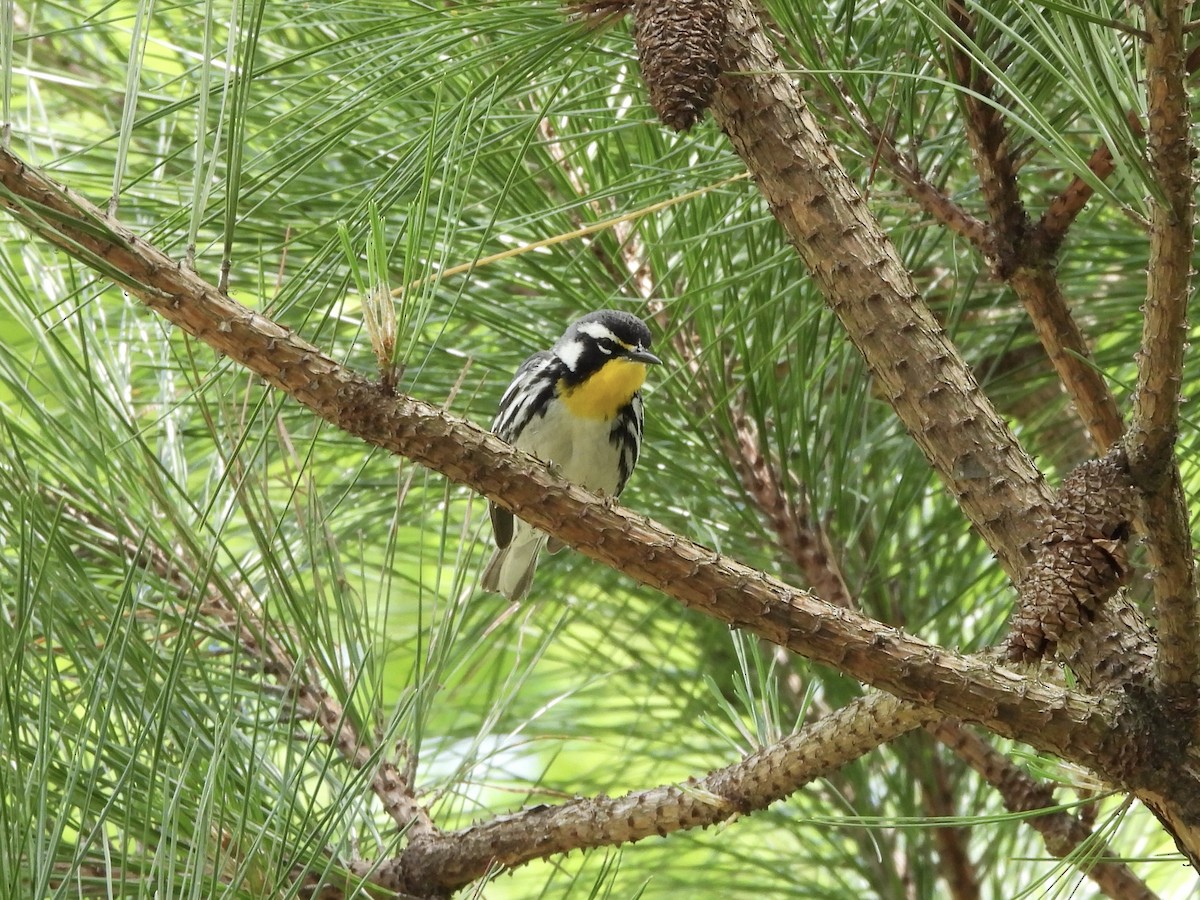 Yellow-throated Warbler - ML566858891