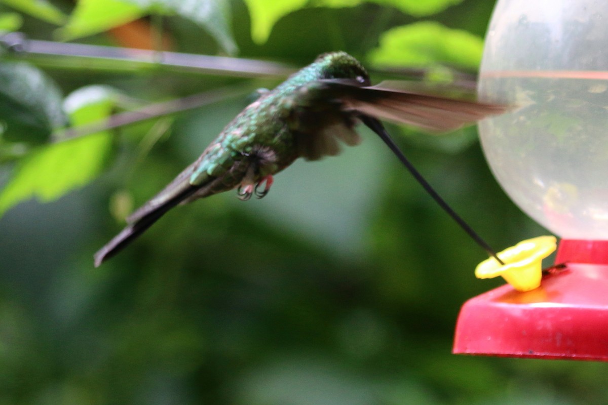Sword-billed Hummingbird - ML566859141