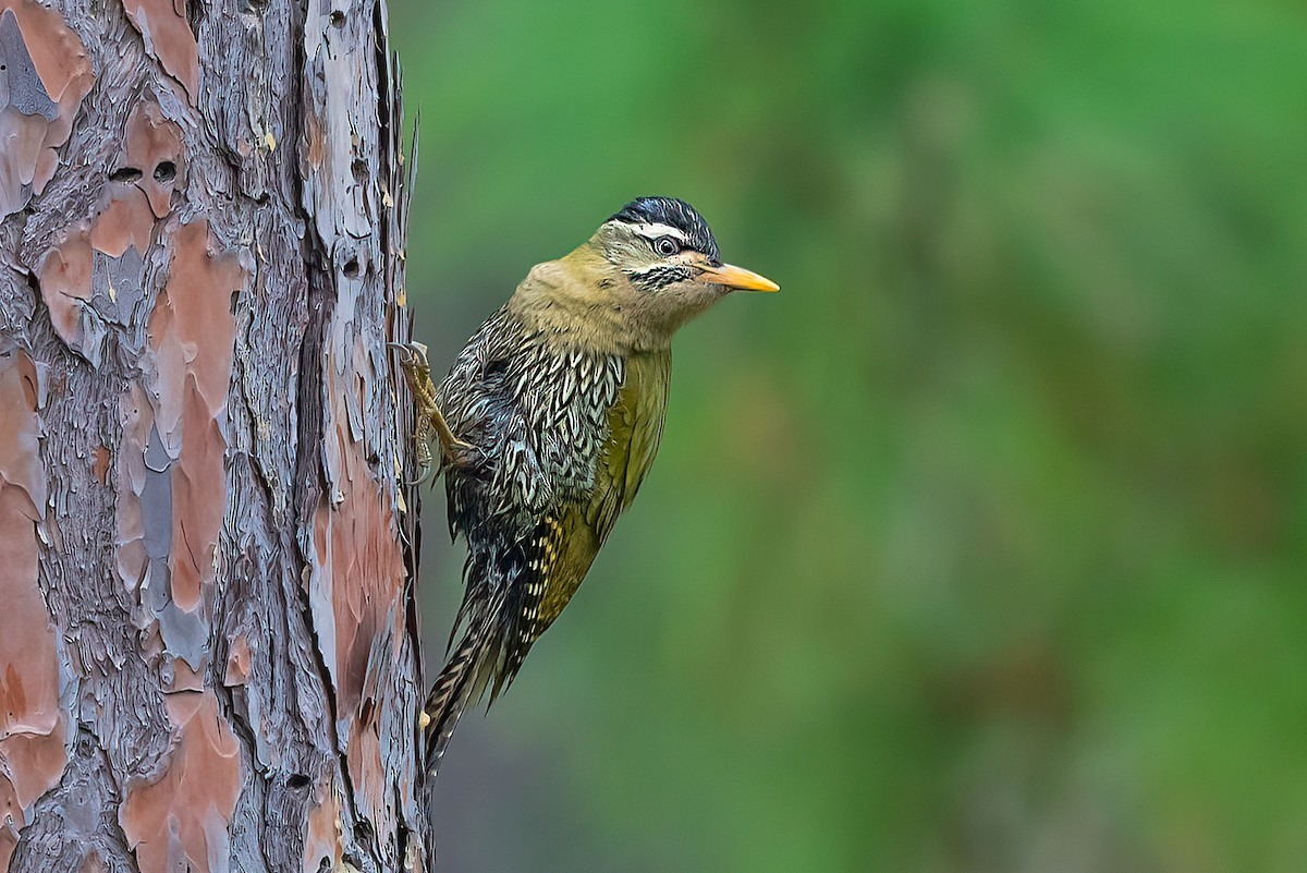 Scaly-bellied Woodpecker - Rajkumar Das