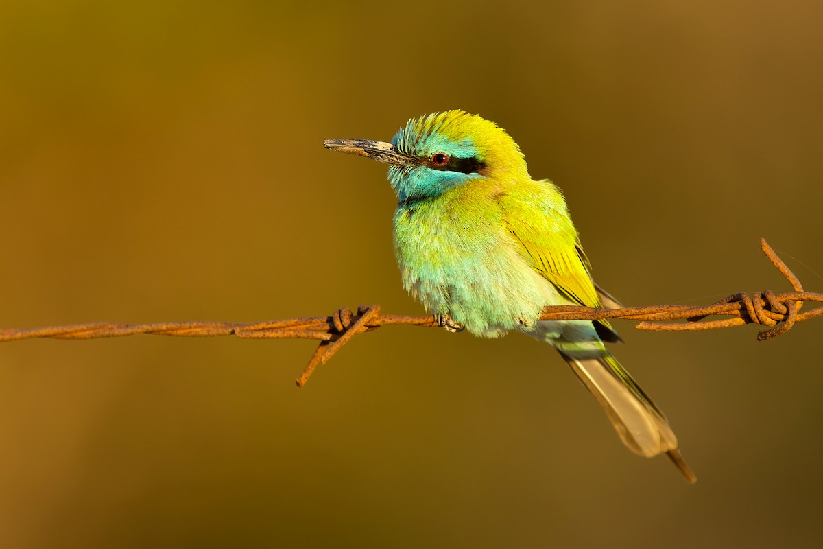 Arabian Green Bee-eater - ML566866361