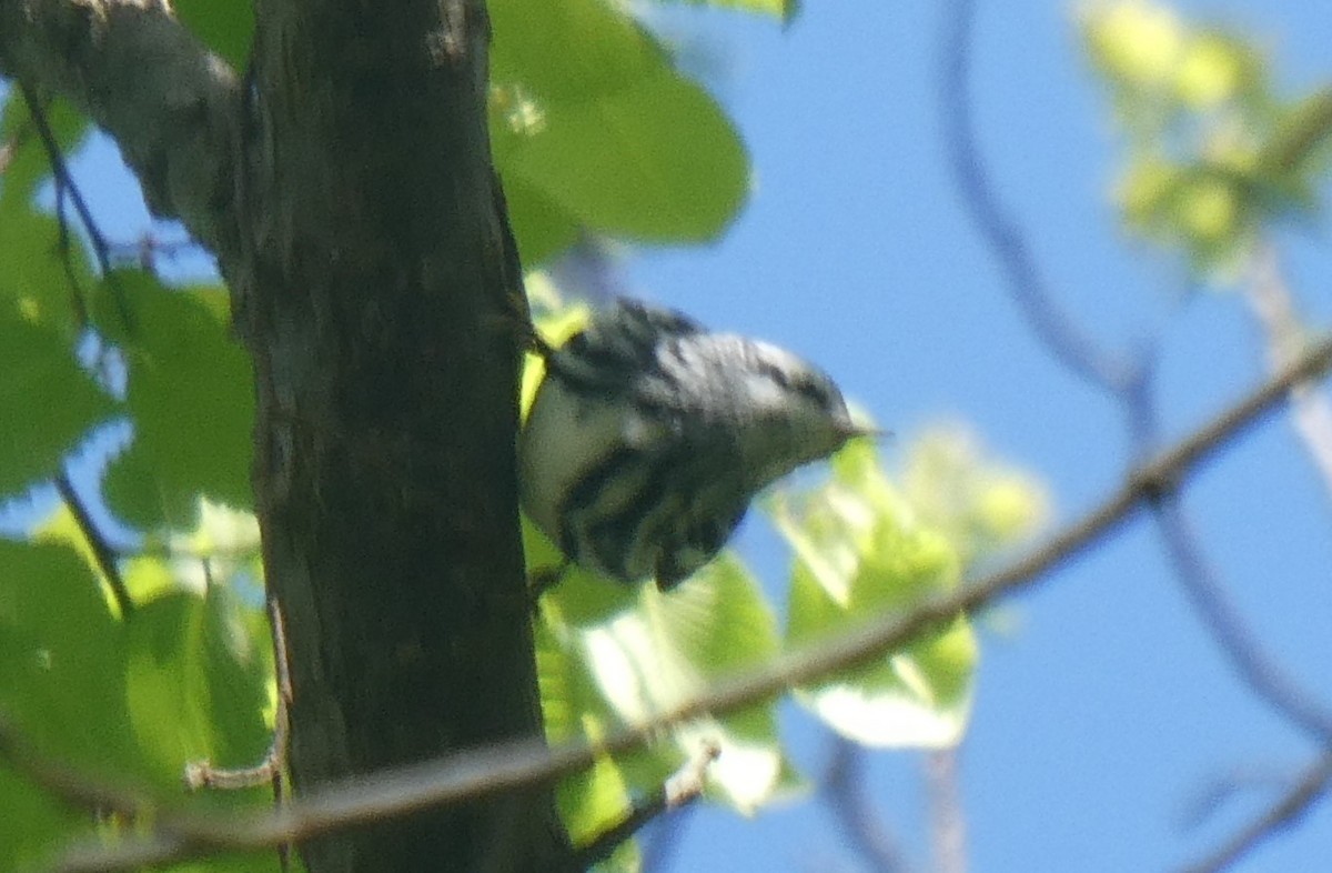 Black-and-white Warbler - ML566867511